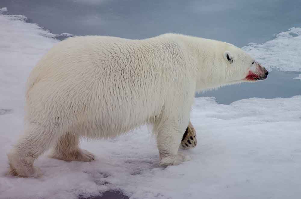 Oso Polar - islas Svalbard - Noruega 34.jpg